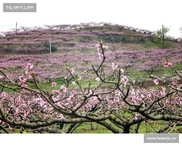 【线路产品】花开柳飞春风起 春游庆阳正此时 【线路产品】花开柳飞春风起 春游庆阳正此时